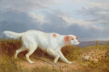 荒野のセッター犬